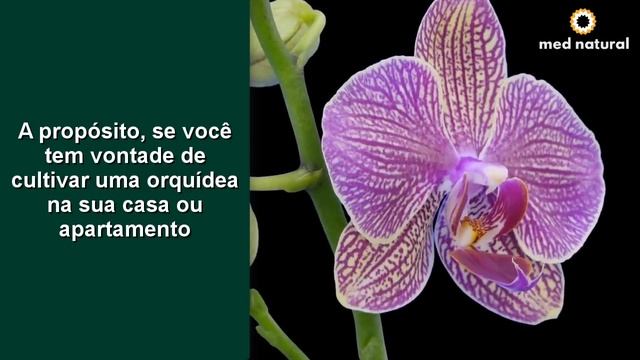 SE VOCÊ TEM UMA DESSAS PLANTAS EM CASA ? CUIDE BEM DELAS ISSO É UM TESOURO E VOCÊ NÃO SABIA смотреть онлайн