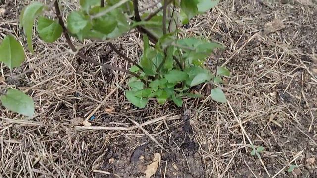 Как перезимовали клематисы 2023 смотреть онлайн