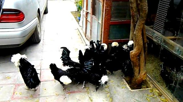 Голландская белохохлая порода кур  Suleyman.kerimov@mail.ru