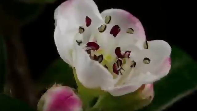 VERTERA новый подход к разумному землепользованию Гумат +7 для быстрого роста растений Макс Удачи смотреть онлайн