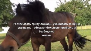 Что значит сон о лошадях и чего вам ждать?