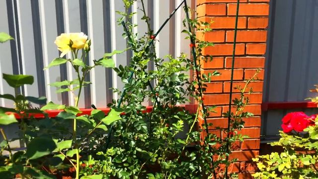 Показываю Свои Розы! Белые, красные и другие! смотреть онлайн