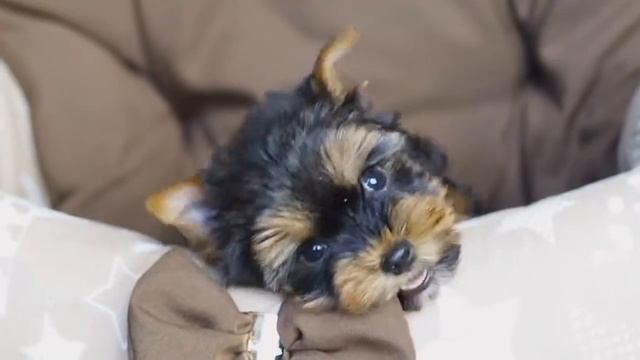 Мальчик йорк / Щенок йорка / Питомник йоркширских терьеров смотреть онлайн