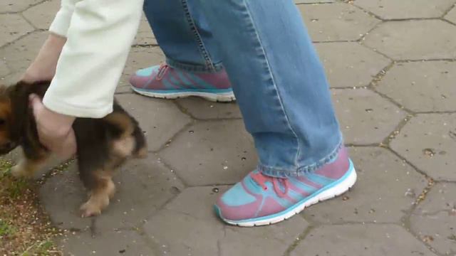 P1130201- 16.08.16. Колумб , 8 недель ( попытка 1 ) смотреть онлайн