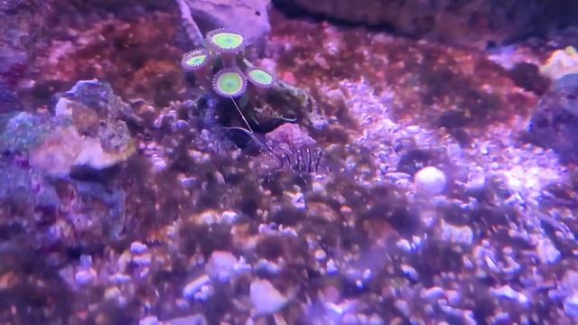 черноморские палемоны едят водоросли смотреть онлайн