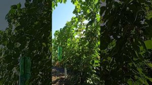 Блэк Джем, рассуждения и подкормки.