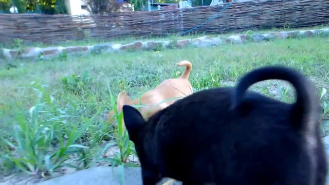 Девочка мини рыжая для Вас смотреть онлайн