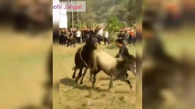 как лошади дерётся смотреть онлайн