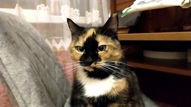 Котики и когтеточки смотреть онлайн