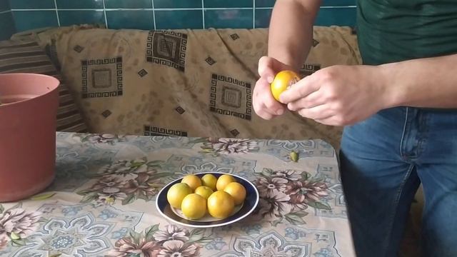 Паутиний кліщ на мандарині смотреть онлайн