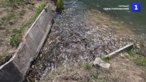 Приморские рыбозавод выпустил в реки 20 млн мальков кеты