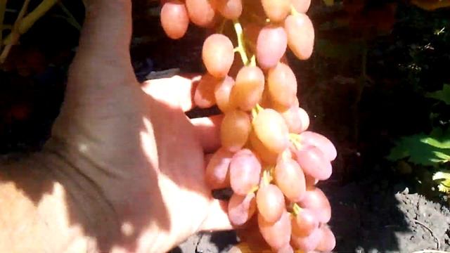 Виноград кишмыш лучистый смотреть онлайн