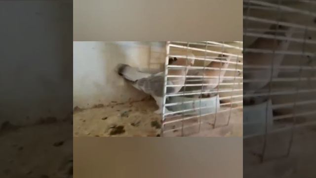 В гостях у Заслуженного голубевода Украины. смотреть онлайн