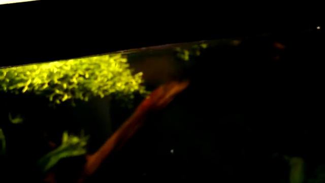 Петушок BETTA смотреть онлайн