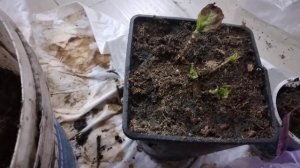 SOS! Как спасти крупнолистную гортензию?