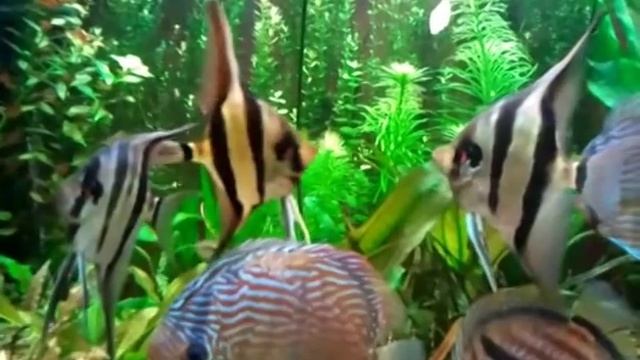 Wild discus video.mp4 смотреть онлайн