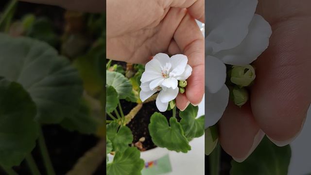 Цветущая герань у мамы на окне прекрасна❤ смотреть онлайн