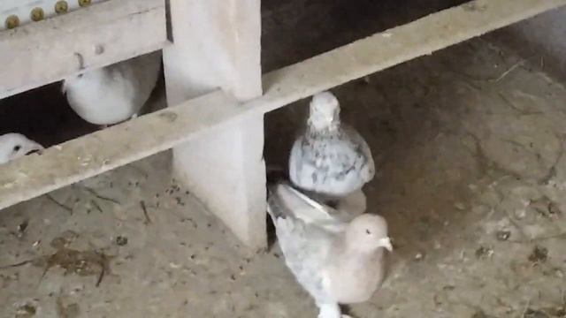 ?Чебаркули/?новые голуби на голубятне/голуби-турки смотреть онлайн