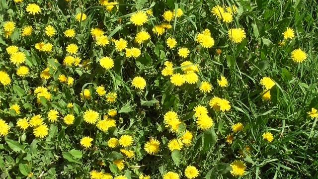 Я радуюсь жизни Для женщин Настрои академика Сытина Г.Н.