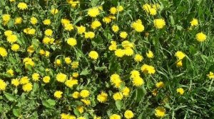 Я радуюсь жизни Для женщин Настрои академика Сытина Г.Н.