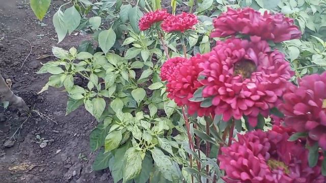Осень в городе моём смотреть онлайн