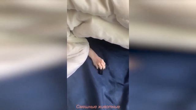 Смешные и удивительные животные/Приколы с животными 2021 /Выпуск#20 смотреть онлайн