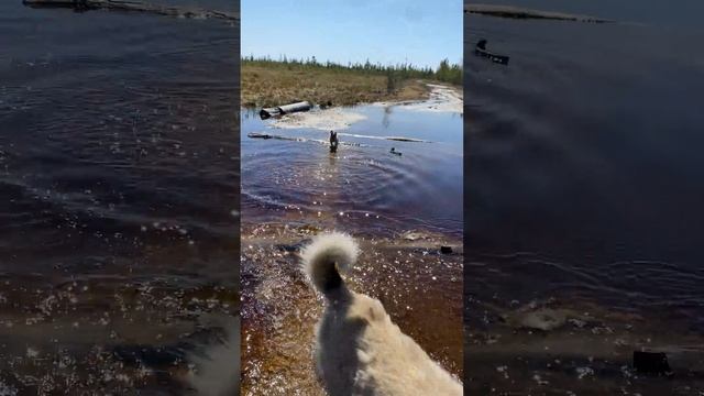 Проверка щенка на боязнь к воде . смотреть онлайн