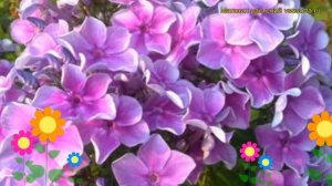 Флокс метельчатый Звездочет. Краткий обзор, описание характеристик phlox paniculata Zvezdochet