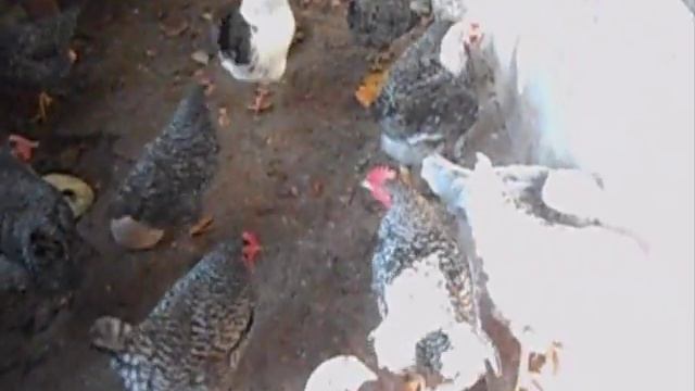 Мясо-яичная порода кур "Доминант" смотреть онлайн