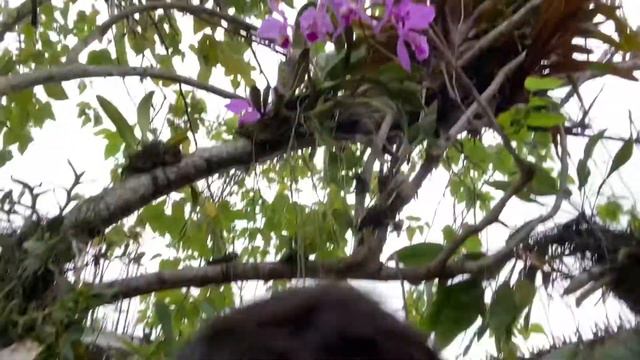 Orquidea - Cattleya labiata смотреть онлайн