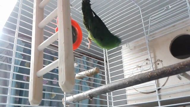 Толстоклювые попугаи 2015 05 03 22 29 02 смотреть онлайн