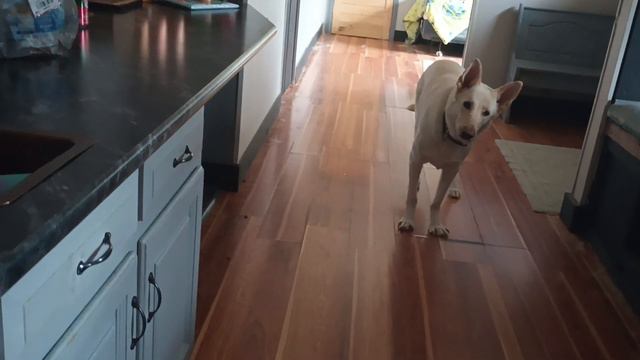 Look at this cutie pie... A great white catching a bone... смотреть онлайн