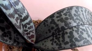 Орхидея Schilleriana 'Pink Butterfly"\Два месяца после СРОЧНОЙ ПЕРЕСАДКИ