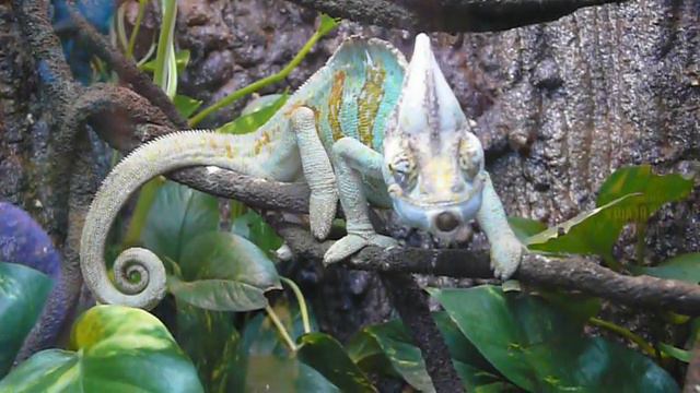 хамелеон смотреть онлайн