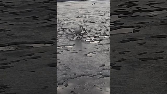 встреча с лебедем на рыбалке смотреть онлайн