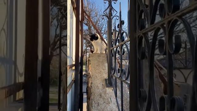 Крым. Посёлок Кача. Дети избивают животных смотреть онлайн