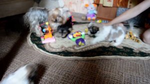 ши-тцу и йоркширский терьер 1,5 месяца