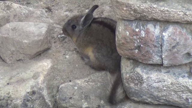 Una Vizcacha en Machupicchu (Lagidium peruanum), Perú смотреть онлайн