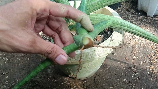 I Tried to Propagate Sansevieria Patens смотреть онлайн