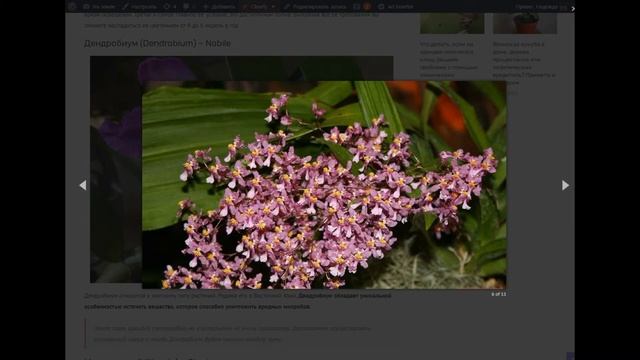 Сиреневые орхидеи: топ 10 самых интересных сортов - обзор и любопытные факты смотреть онлайн