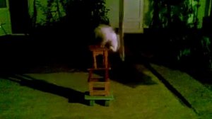 Охота на "пиранью"