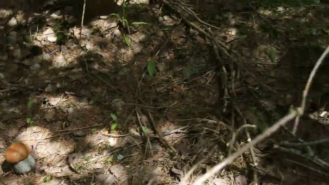 Сбор подосиновиков в Тверской области в июне. Поляна на десяток подосиновиков в елках смотреть онлайн