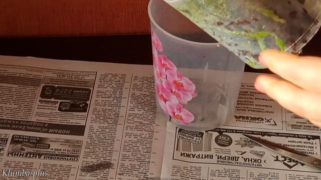 Как выбираю орхидею в магазине и что делаю с цветком после покупки смотреть онлайн