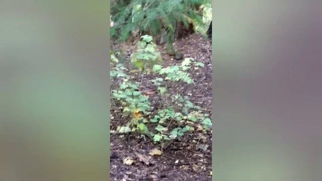 клип ,,Что такое осень" (группа ДДТ) смотреть онлайн