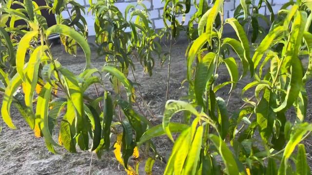 Болезнь-КЛЯСТЕРОСПОРИОЗ. Чем обработать персик! смотреть онлайн