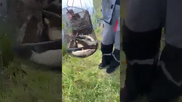 VID-20240603-WA0001.mp4 смотреть онлайн