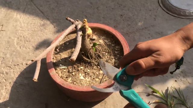 How to save dying ficus or other plant||Ficus bonsai||indoor or outdoor plant||@PreetisPlantlovers смотреть онлайн