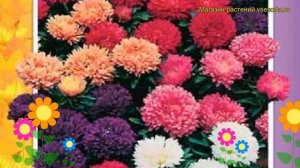 Астра низкорослая Смесь окрасок. Краткий обзор, описание характеристик, где купить семена