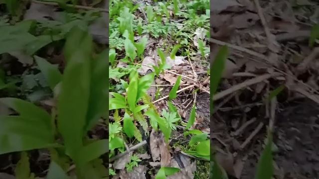 Сбор черемши!Щегловская засека.Тула. смотреть онлайн