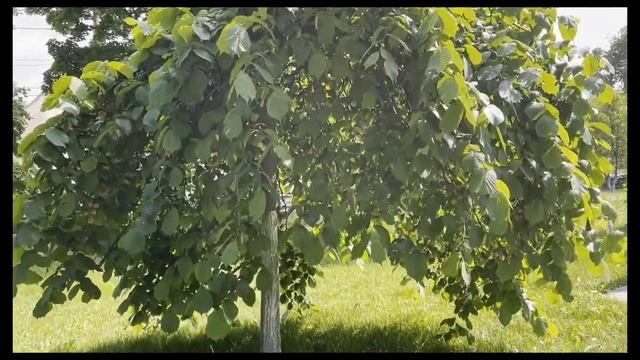 Иду на свадьбу / Тула / DAY VLOG